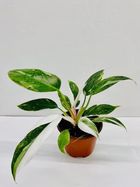 Philodendron White Princess : Indoor Plants -Rare Variegated Indoor Plant-Easy Care Houseplant -Starter  Plant ,Live Indoor, Easy to Grow - Beginner Plant