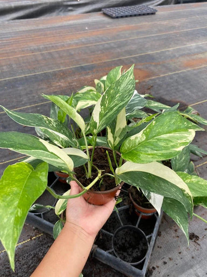 Epipremnum Pinnatum Albo Variegated | Rare White Variegated Climbing Pothos | Fenestrating Aroid Indoor Plant | Live 4" Collector Plant