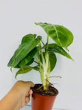 Syngonium Chiapense Ice Frost : Indoor Plants - Easy Care Houseplant - Starter Plant ,Live Indoor, Easy to Grow - Beginner Plant