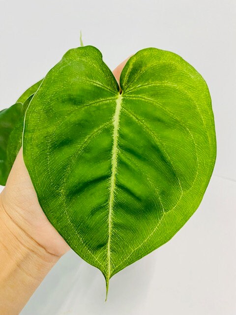 Syngonium Chiapense Ice Frost : Indoor Plants - Easy Care Houseplant - Starter Plant ,Live Indoor, Easy to Grow - Beginner Plant