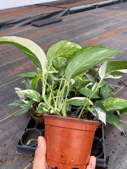 Epipremnum Pinnatum Albo Variegated | Rare White Variegated Climbing Pothos | Fenestrating Aroid Indoor Plant | Live 4" Collector Plant