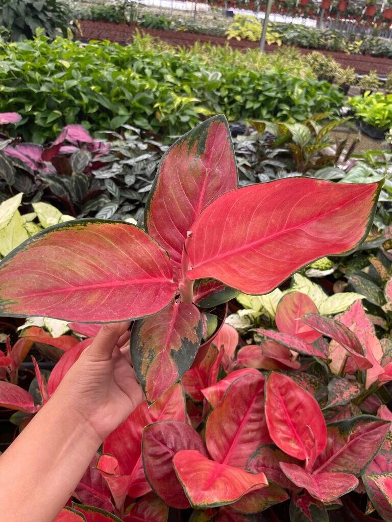 Aglaonema Red King : Indoor Plants - Easy Care Houseplant - Starter Plant ,Live Indoor, Easy to Grow - Beginner Plant