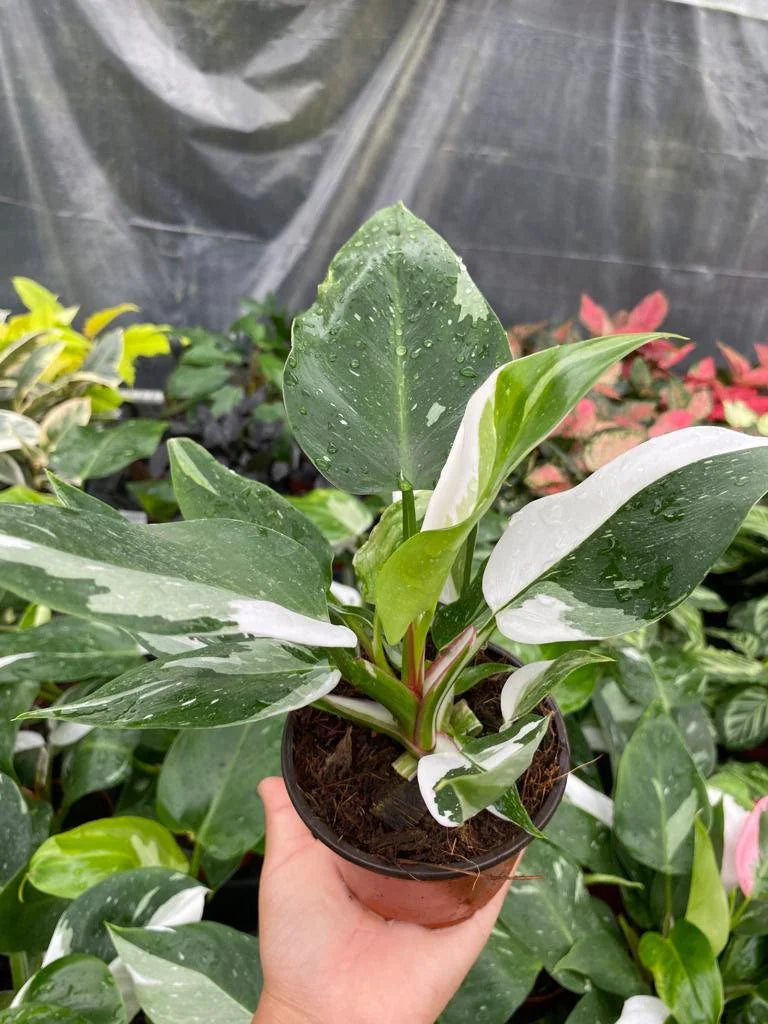 Philodendron White Princess : Indoor Plants -Rare Variegated Indoor Plant-Easy Care Houseplant -Starter  Plant ,Live Indoor, Easy to Grow - Beginner Plant
