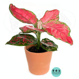 Aglaonema Red Valentine : Indoor Plants - Easy Care Houseplant - Starter Plant ,Live Indoor, Easy to Grow - Beginner Plant
