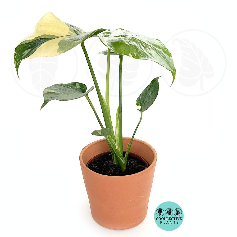 Monstera Thai Constellation : Indoor Plants - Easy Care Houseplant - Starter Plant ,Live Indoor, Easy to Grow - Beginner Plant
