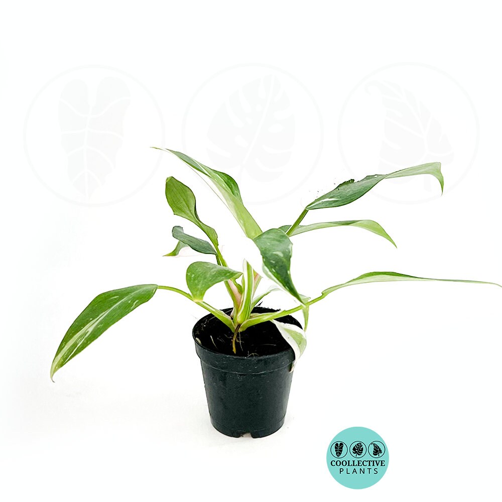 Philodendron White Princess : Indoor Plants -Rare Variegated Indoor Plant-Easy Care Houseplant -Starter  Plant ,Live Indoor, Easy to Grow - Beginner Plant