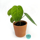 Syngonium Chiapense Ice Frost : Indoor Plants - Easy Care Houseplant - Starter Plant ,Live Indoor, Easy to Grow - Beginner Plant