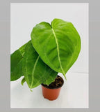 Syngonium Chiapense Ice Frost : Indoor Plants - Easy Care Houseplant - Starter Plant ,Live Indoor, Easy to Grow - Beginner Plant