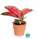 Aglaonema Red King : Indoor Plants - Easy Care Houseplant - Starter Plant ,Live Indoor, Easy to Grow - Beginner Plant