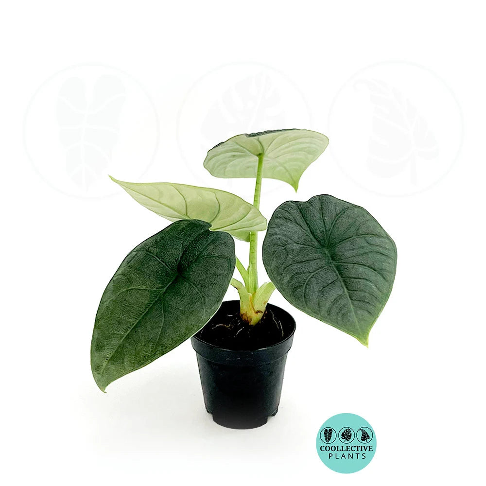 Rare Alocasia Rugosa Melo: Easy Care Starter Plant