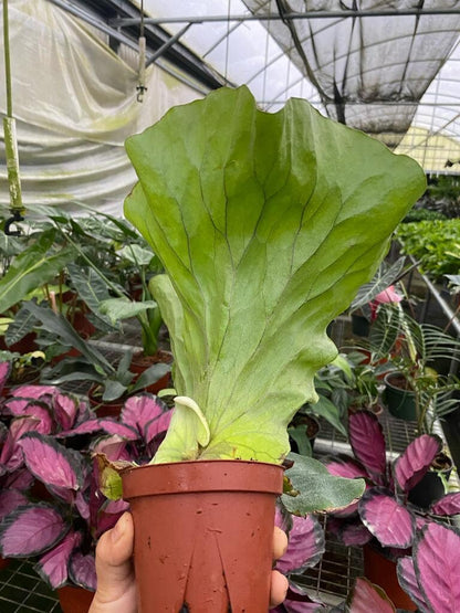 Elephant Staghorn Fern