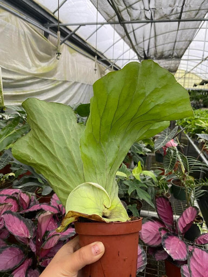 Elephant Staghorn Fern