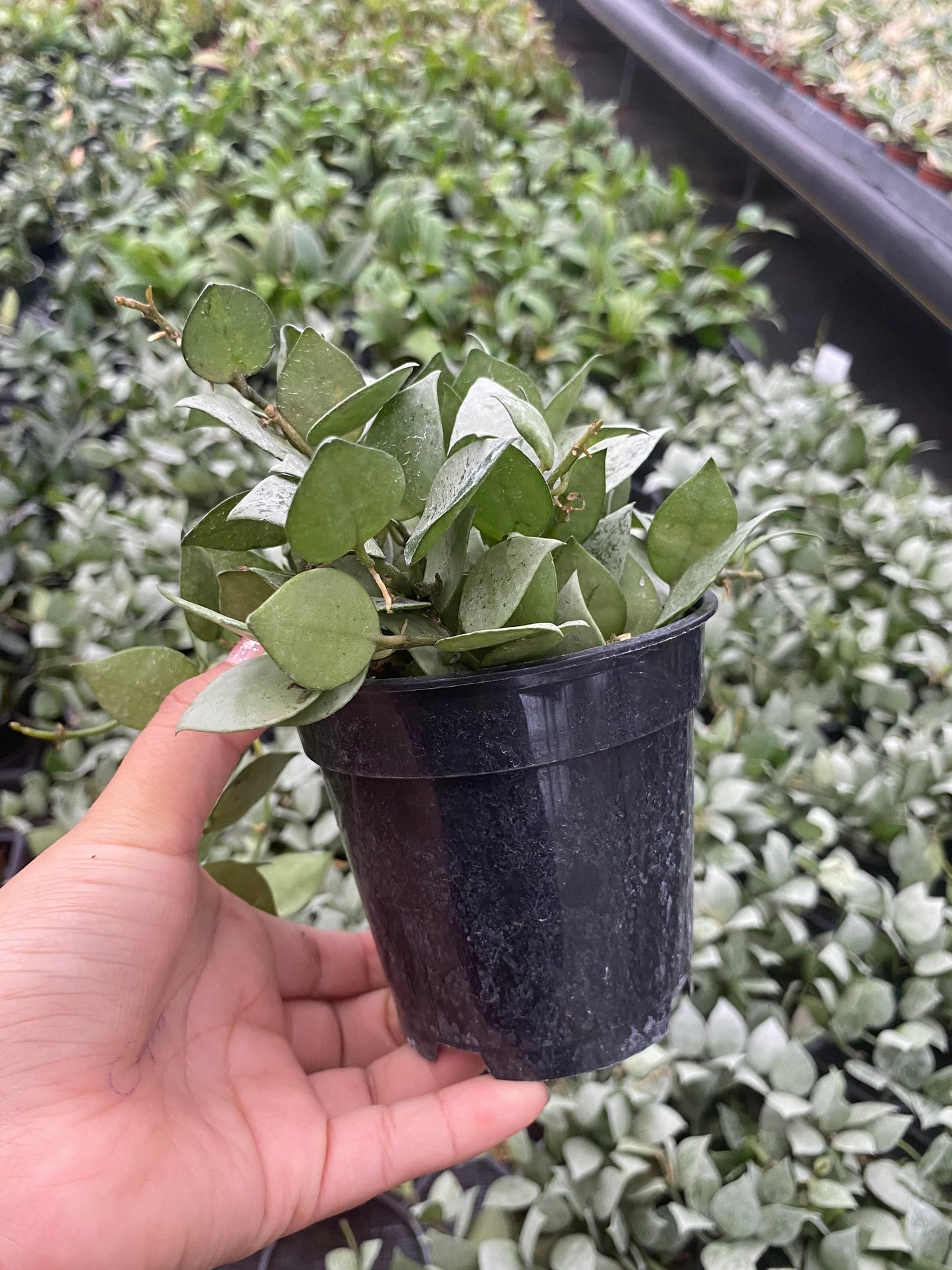 Hoya Krohniana Eskimo 2 Inch Plant | Rare Wax Plant Indoor