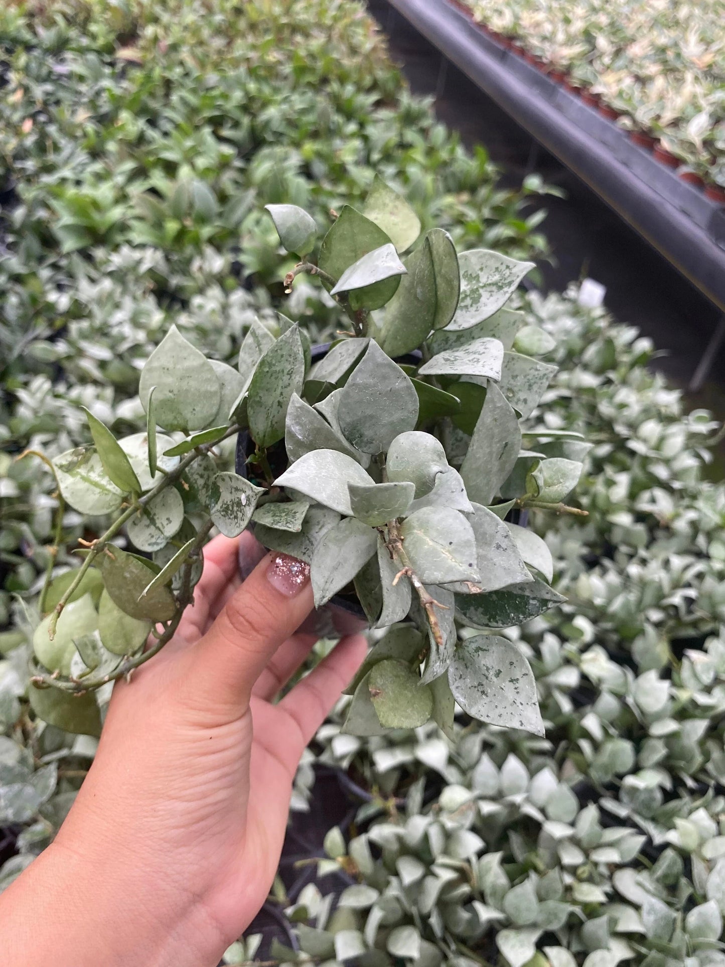 Hoya Krohniana Eskimo 2 Inch Plant | Rare Wax Plant Indoor