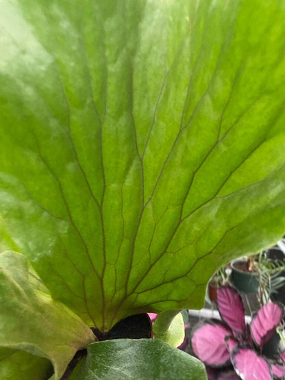 Elephant Staghorn Fern