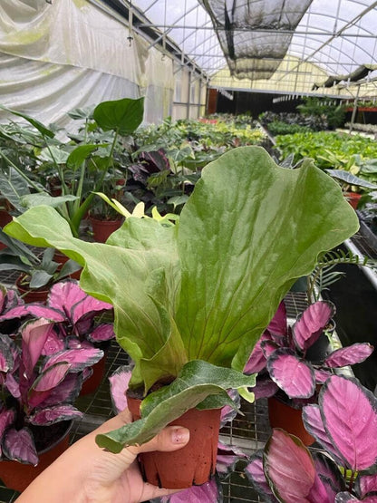 Elephant Staghorn Fern