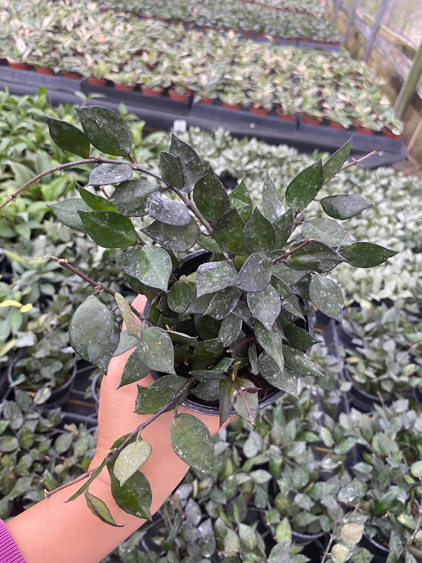 Hoya Krohniana Black 2 Inch Plant | Rare Dark Leaf Indoor Hoya