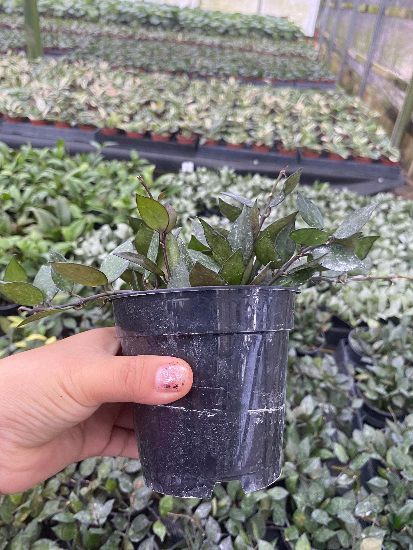 Hoya Krohniana Black 2 Inch Plant | Rare Dark Leaf Indoor Hoya
