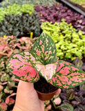Aglaonema Ruby
