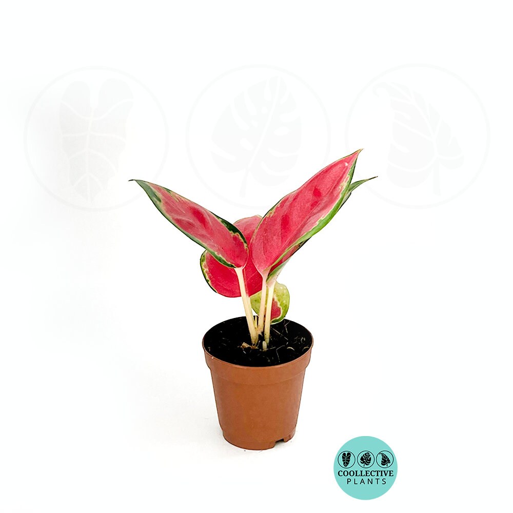 Aglaonema Red King : Indoor Plants - Easy Care Houseplant - Starter Plant ,Live Indoor, Easy to Grow - Beginner Plant