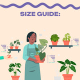 Alocasia Macrorrhiza Camouflage Variegated "High pink color" Indoor Plants -Easy Care Houseplant - Starter Plant, Live, Easy to Grow