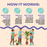 Alocasia Macrorrhiza Camouflage Variegated "High pink color" Indoor Plants -Easy Care Houseplant - Starter Plant, Live, Easy to Grow