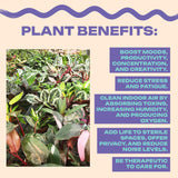 Alocasia Macrorrhiza Camouflage Variegated "High pink color" Indoor Plants -Easy Care Houseplant - Starter Plant, Live, Easy to Grow