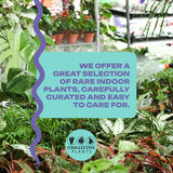 Alocasia Macrorrhiza Camouflage Variegated "High pink color" Indoor Plants -Easy Care Houseplant - Starter Plant, Live, Easy to Grow