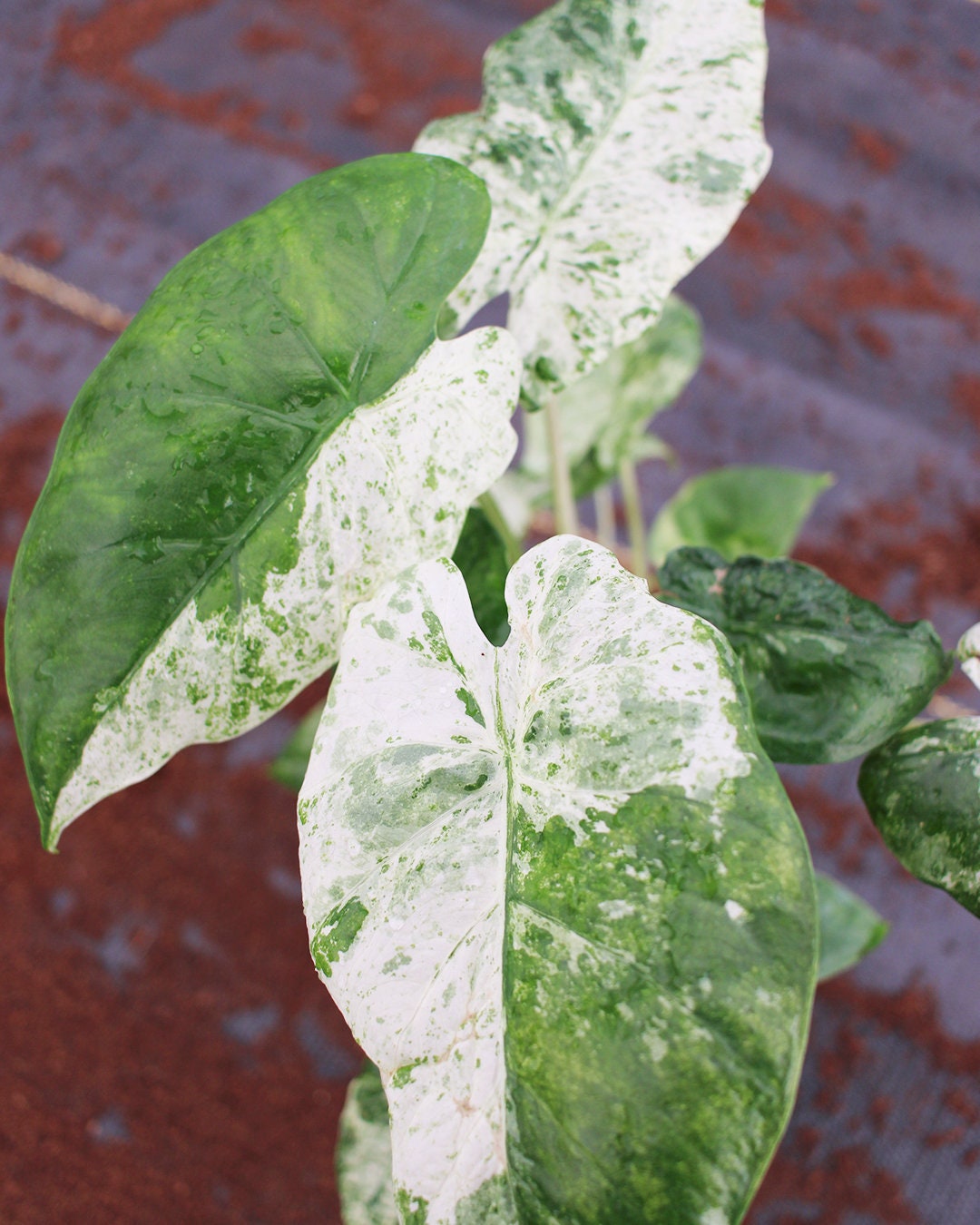 Alocasia Macrorrhiza Camouflage Variegated "High pink color" Indoor Plants -Easy Care Houseplant - Starter Plant, Live, Easy to Grow