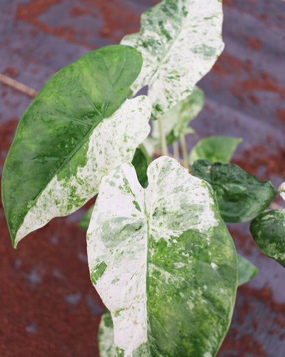 Alocasia Macrorrhiza Camouflage Variegated "High pink color" Indoor Plants -Easy Care Houseplant - Starter Plant, Live, Easy to Grow