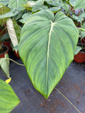 Philodendron Mcdowell