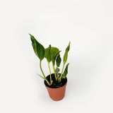 Epiprenum Shangri-la