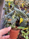 Phildoendron Melanochrysum