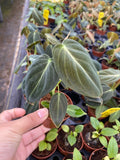 Phildoendron Melanochrysum