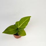 Anthurium Villenaorum