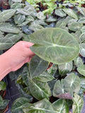 2" Alocasia Pink Dragon
