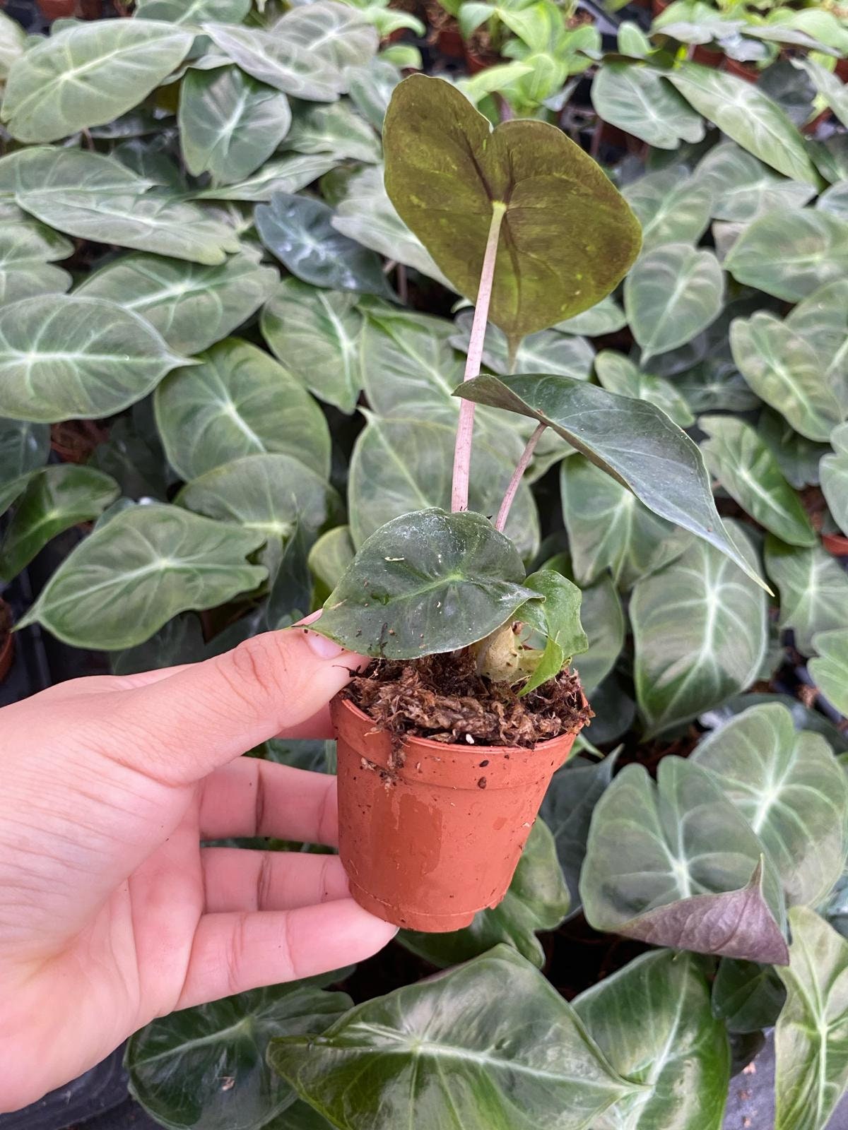 2" Alocasia Pink Dragon