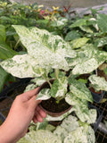 Alocasia Macrorrhiza Camouflage Variegated "High pink color" Indoor Plants -Easy Care Houseplant - Starter Plant, Live, Easy to Grow
