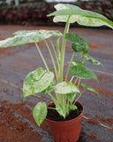 Alocasia Macrorrhiza Camouflage Variegated "High pink color" Indoor Plants -Easy Care Houseplant - Starter Plant, Live, Easy to Grow