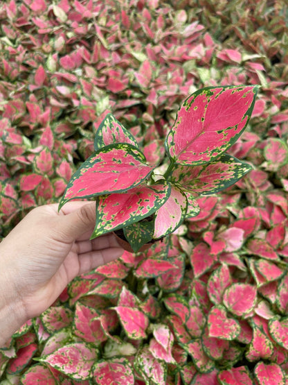 Aglaonema Red Valentine : Indoor Plants - Easy Care Houseplant - Starter Plant ,Live Indoor, Easy to Grow - Beginner Plant