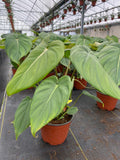 Philodendron Mcdowell