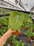 Philodendron Mcdowell