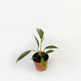 Philodendron Joepii "Rare Plant)