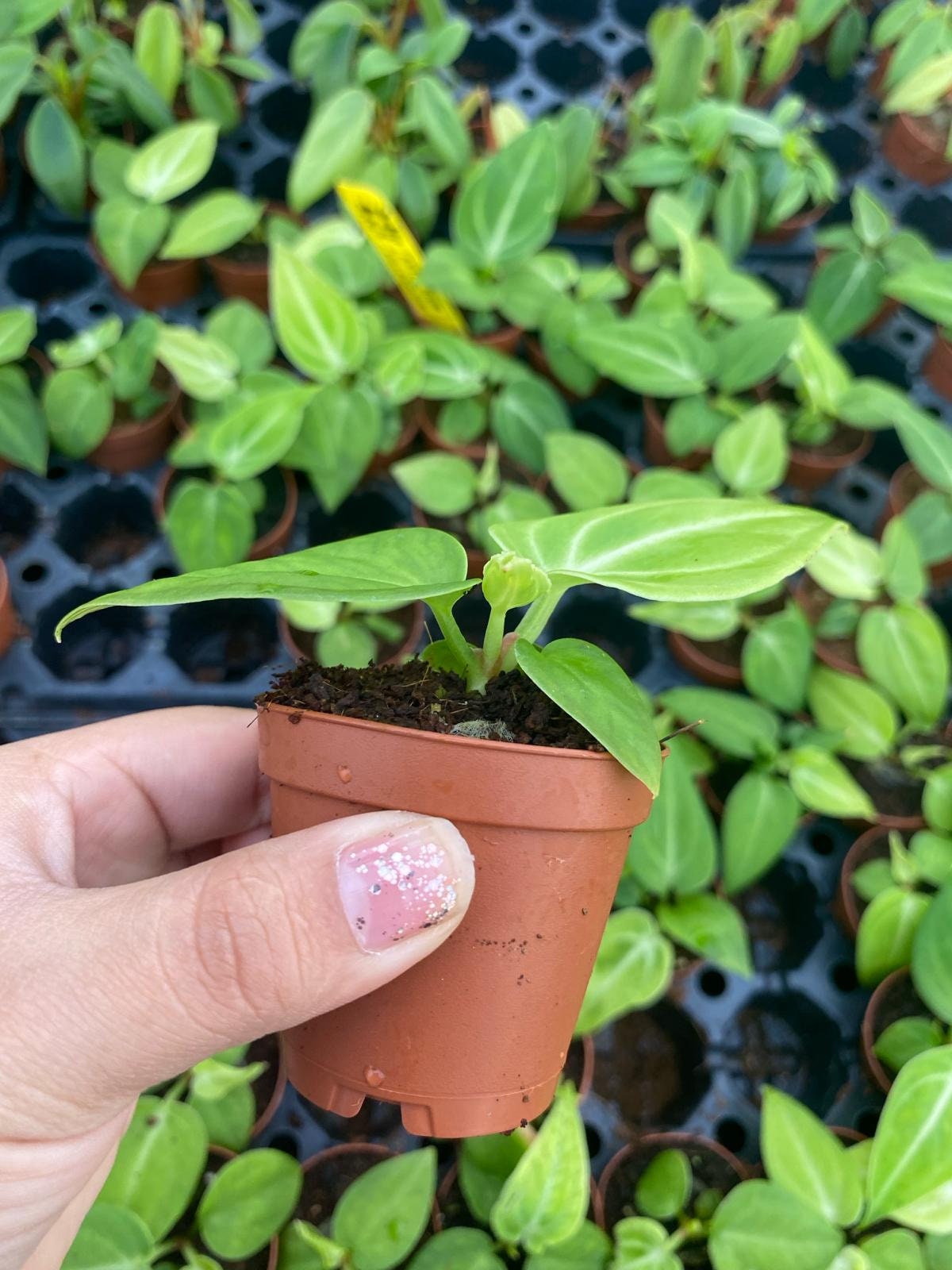 Anthurium Villenaorum