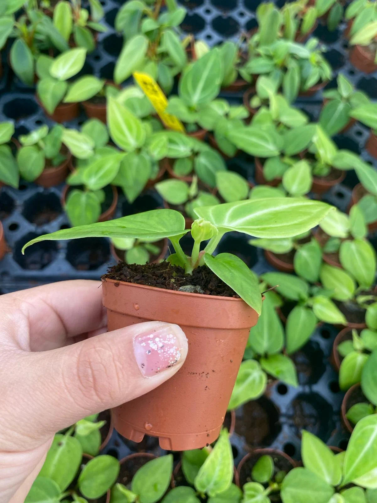 Anthurium Villenaorum