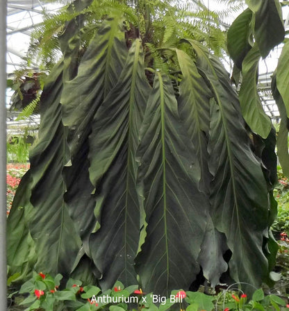 Anthurium Big Bill