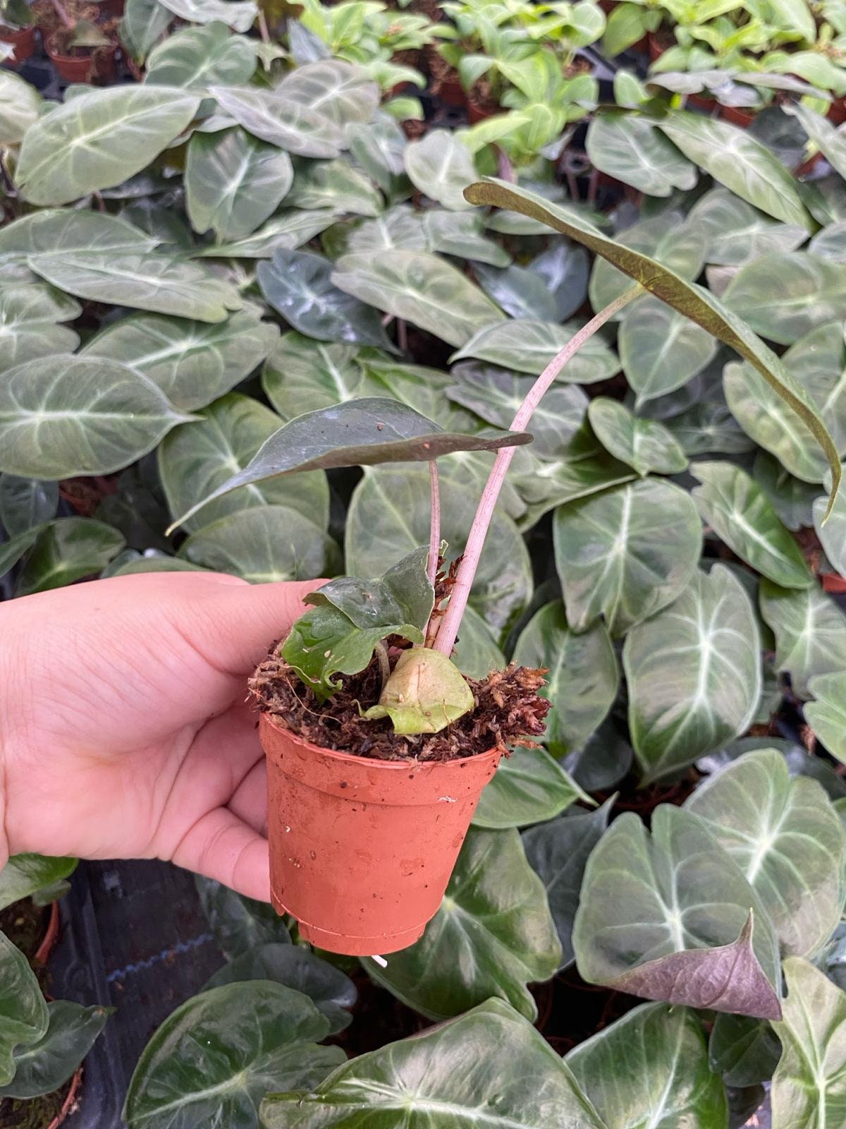 2" Alocasia Pink Dragon