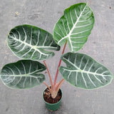 2" Alocasia Pink Dragon