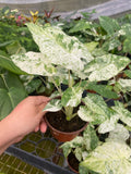 Alocasia Macrorrhiza Camouflage Variegated "High pink color" Indoor Plants -Easy Care Houseplant - Starter Plant, Live, Easy to Grow