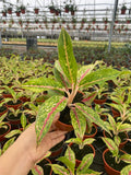 Aglaonema Night Sparkle